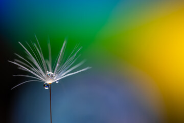 Dandelion seeds with small drops of water close-up on a colored background.