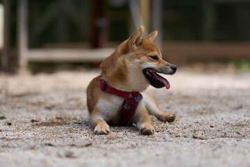 可愛い柴犬の子犬