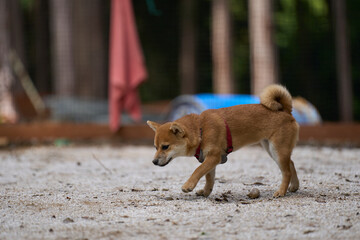 可愛い柴犬の子犬