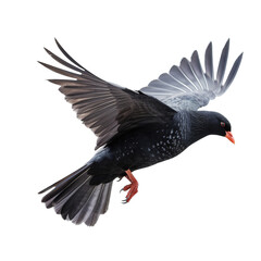 Alpine Chough isolated