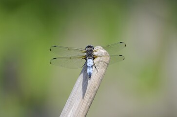 Broad-bodied chaser sitting near pond