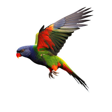 rainbow lorikeet  isolated