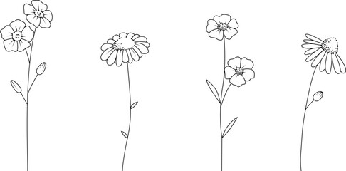 Set of flowers (chamomile, ranunculus) on a white background, outline, drawing. 