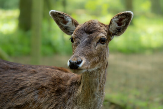 Close-up of a roe deer in the forest looking at the camera