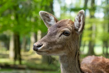Fototapeten Close-up of a roe deer in the forest looking at the camera © PJenz
