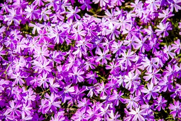 Natural background of small purple flowers
