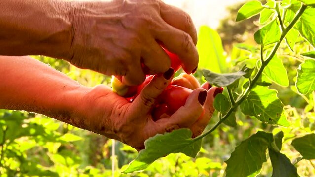 hands picking tomatoes, backlight, beautiful image, tomato plantation, orta, cultivation, green, nature, small tomatoes, tomato plant, slow, 60 fps, full hd