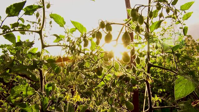 Tomato plantation, green tomatoes, against light, sun, late afternoon, beautiful image, organic, organic plantation, 60 fps, full hd