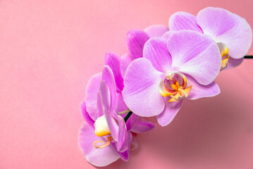 A branch of purple orchids lies on a pink background

