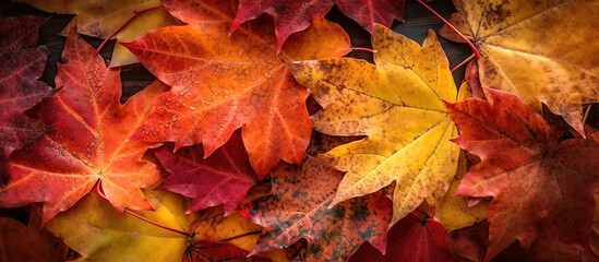 Fototapeta premium background of orange autumn dry orange maple leaves with a copy space. Generative AI