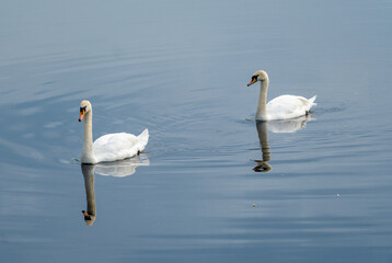 Pair of swans on lake