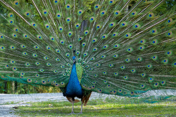 Obraz premium Close-up of a peacock cartwheeling at mating season