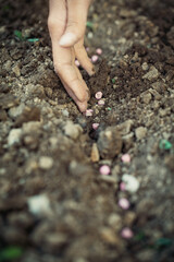 Planting seeds in the garden, spring garden work