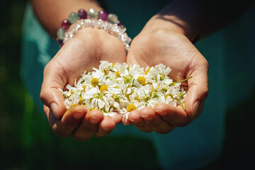 Beautiful meadow flowers in a woman's hand