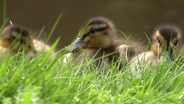 Ducklings Hiding in the Grass