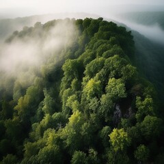 A view from a height of a mountain peak with green trees in the fog ar 5: 3