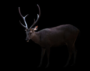 sambar deer in the dark