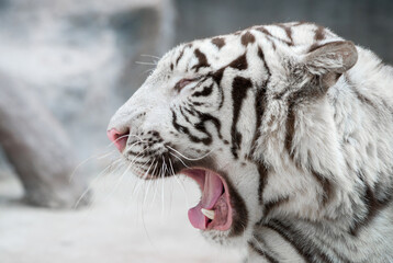 Fototapeta na wymiar white bengal tiger (Panthera tigris) in captive environment