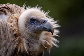 Griffon Vulture - Gyps fulvus, large brown white headed vulture from Old World and Africa, Bulgaria.