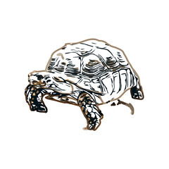 Fototapeta premium Color sketch of a freshwater turtle with transparent background