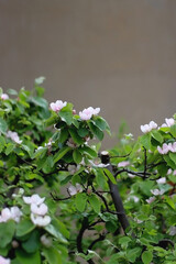 Pink blossoms on quince tree. Selective focus.