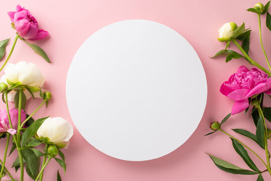 Beautiful flowers concept. Top view photo of white empty circle surrounded by bright pink and white peony flowers and buds on isolated pastel pink background with copy-space