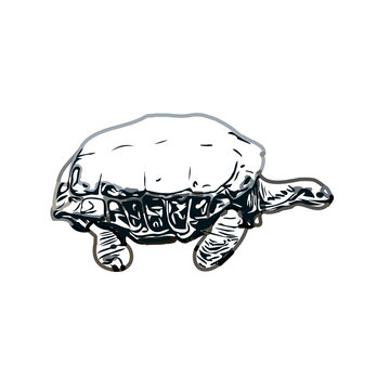 Color sketch of a freshwater turtle with transparent background