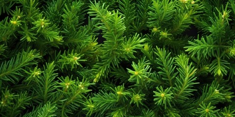 Background with green juniper branches border, backdrop for eco friendly product placement
