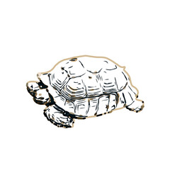 Color sketch of a freshwater turtle with transparent background