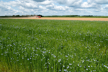 Semis de chanvre dans l'Eure. Champ de lin d'hiver en fleur au premier plan. Combiné de semis, semoir 32 rangs avec trémie frontale pneumatique et herse rotative Maschio Gaspardo