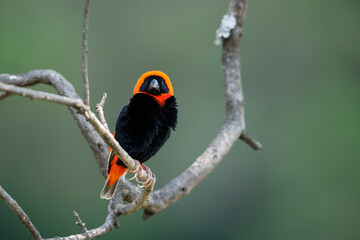 A red bishop perched on a tree branch