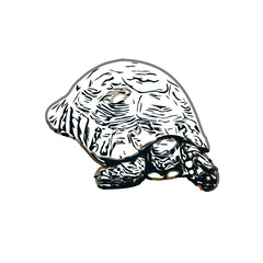 Color sketch of a freshwater turtle with transparent background