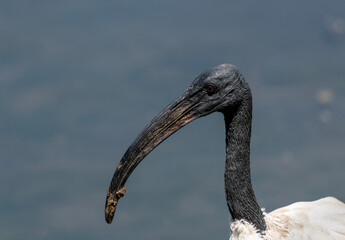 Headshot of a sacred ibis, Austin Roberts Bird Sanctuary, South Africa