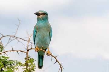 European roller perched on a thorn bush, Kruger National Park , South Africa