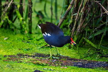 A moorhen foraging amongst bright green water weeds 