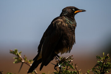 Juvenile  African pied starling perched on a twig