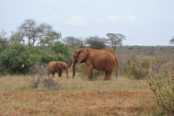 Słonica z młodym słonikiem