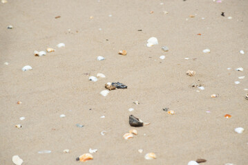 Pebbles and shells in the sand of beach