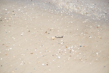 Pebbles and shells in the sand of beach
