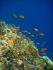 Fototapeta na wymiar Rafa koralowa w Egipcie