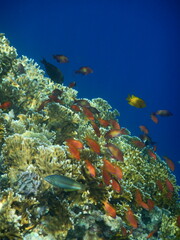 Naklejka na ściany i meble Rafa koralowa w Egipcie