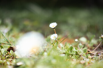 flowers in the meadow