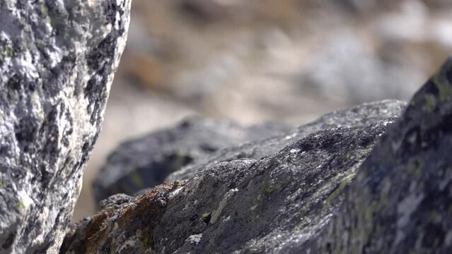 alpine accentor (Prunella collaris) bird on dark boulder
Tele shot from Nepal, 2023
