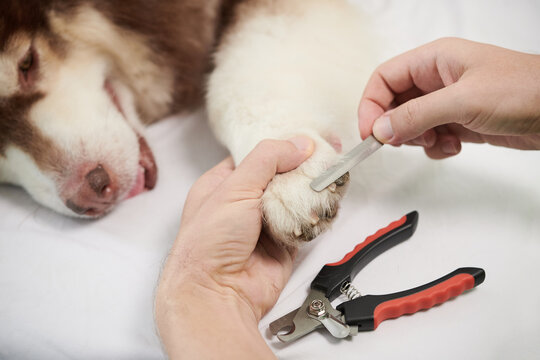 Closeup image of groomer filing nails of big dog