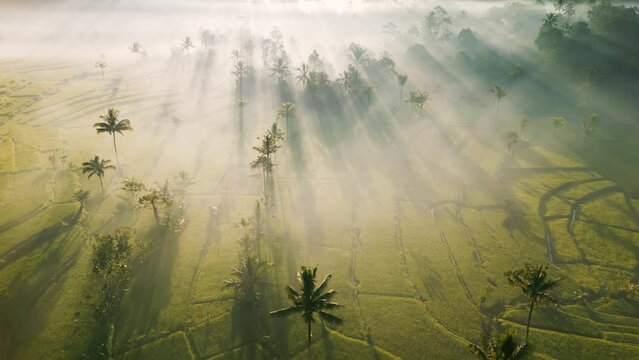 Dramatic sunrise scene in Bali. Indonesia. Sunbeams in the fog, against the backdrop of rice fields and palm trees