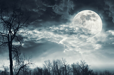 Scary dry trees and moon: horror background