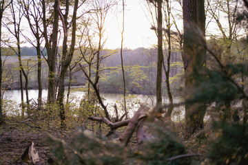 morning in the forest