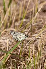 Macrophotographie d'un  papillon - Echiquier ibérique - Melanargia lachesis)