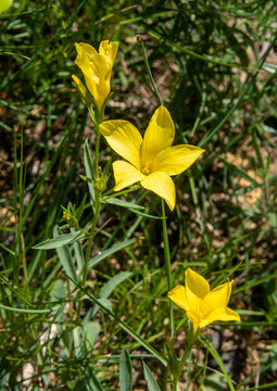 macrophotographie de fleur sauvage - Lin campanulé - Linum campanulatum