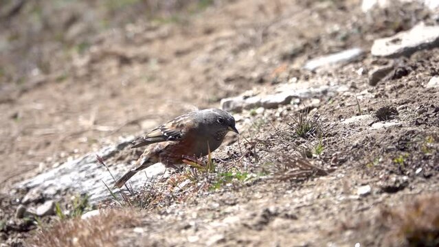 alpine accentor (Prunella collaris) bird on grassy ground
 slope angle searching for food, Nepal, 2023
